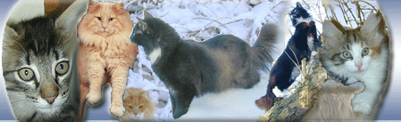 Link to Kjaerligkatt
